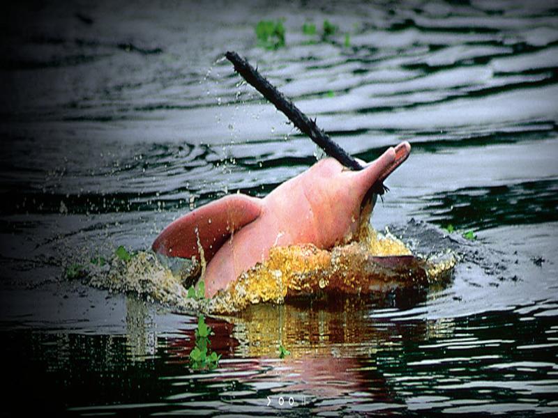 Francisco de Orellana Heliconia Amazon River Lodge מראה חיצוני תמונה