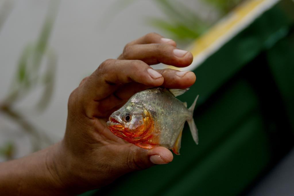Francisco de Orellana Heliconia Amazon River Lodge מראה חיצוני תמונה