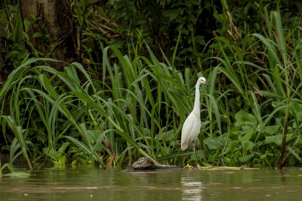 Francisco de Orellana Heliconia Amazon River Lodge מראה חיצוני תמונה