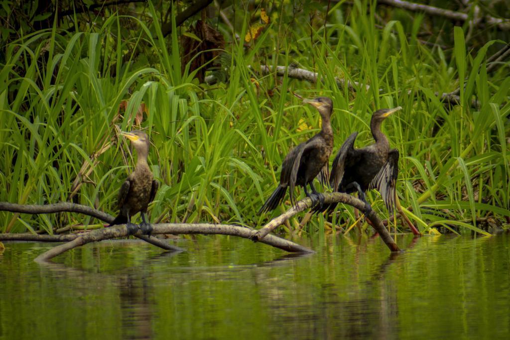 Francisco de Orellana Heliconia Amazon River Lodge מראה חיצוני תמונה