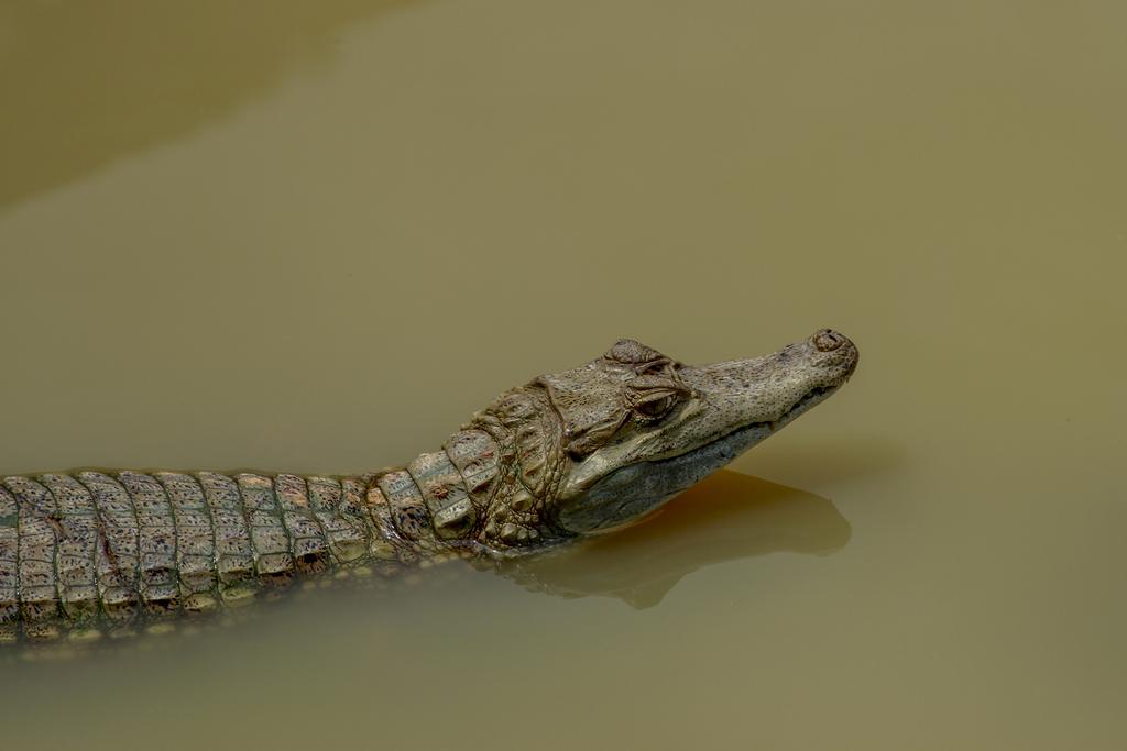 Francisco de Orellana Heliconia Amazon River Lodge מראה חיצוני תמונה